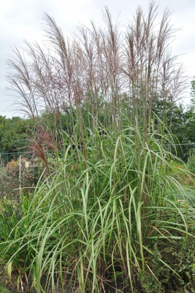 Miscanthus de Chine Miscanthus sinensis 'Malepartus' 5-10 Pot 9x9 cm (P9) Miscanthus sinensis 'Malepartus'