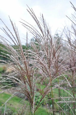 Miscanthus de Chine Miscanthus sinensis 'Malepartus' 5-10 Pot 9x9 cm (P9)