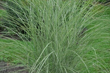 Miscanthus de Chine Miscanthus sinensis 'Morning Light' 5-10 Pot 9x9 cm (P9)