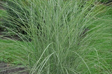 Miscanthus de Chine Miscanthus sinensis 'Morning Light' 5-10 Pot 9x9 cm (P9) Miscanthus sinensis 'Morning Light'