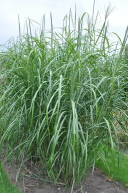 Miscanthus de Chine Miscanthus sinensis 'Silberfeder' 5-10 Pot 9x9 cm (P9) Miscanthus sinensis 'Silberfeder'