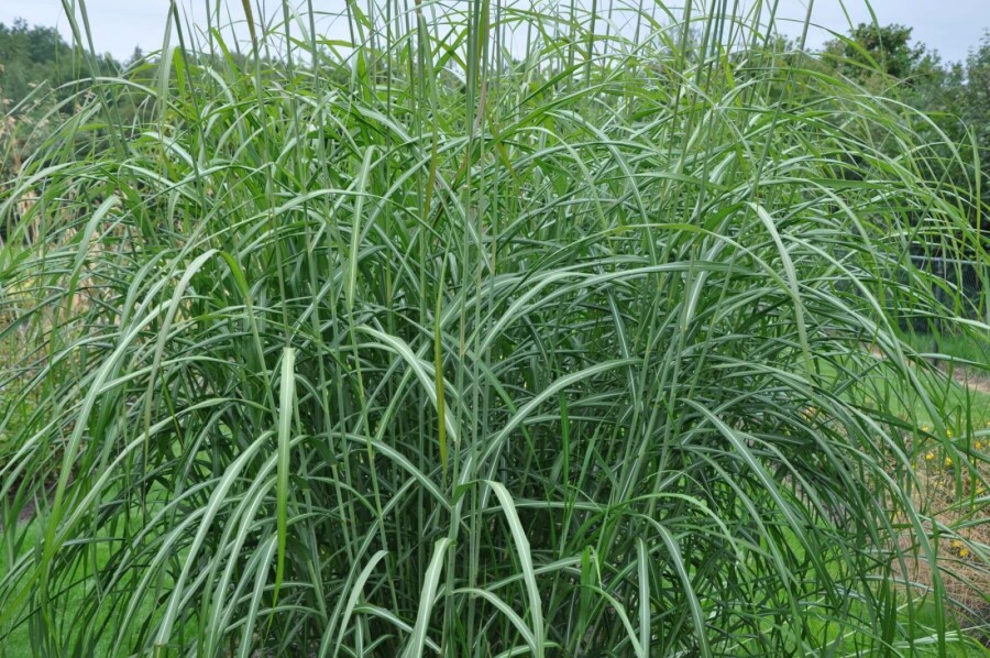 Miscanthus de Chine Miscanthus sinensis 'Silberfeder' 5-10 Pot 9x9 cm (P9) Miscanthus sinensis 'Silberfeder'