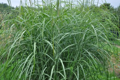 Miscanthus de Chine Miscanthus sinensis 'Silberfeder' 5-10 Pot 9x9 cm (P9) Miscanthus sinensis 'Silberfeder'