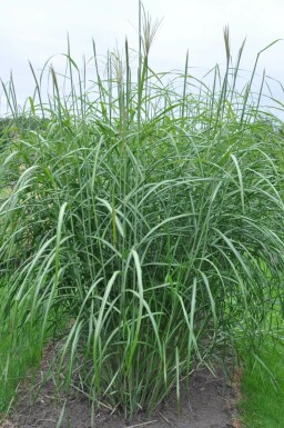 Miscanthus de Chine Miscanthus sinensis 'Silberfeder' 5-10 Pot 9x9 cm (P9) Miscanthus sinensis 'Silberfeder'