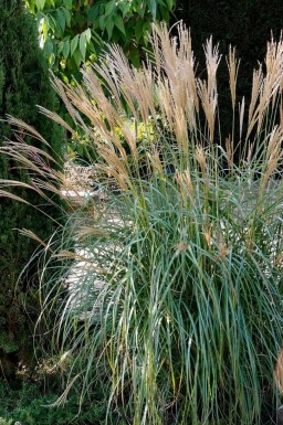 Miscanthus de Chine Miscanthus sinensis 'Yakushima Dwarf' 5-10 Pot 9x9 cm (P9) Miscanthus sinensis 'Yakushima Dwarf'