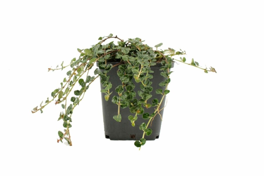 Pain-de-perdrix Mitchella repens 5-10 Pot 9x9 cm (P9) Mitchella repens