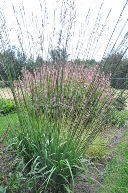 Molinie roseau Molinia arundinacea 'Karl Foerster' 5-10 Pot 9x9 cm (P9)