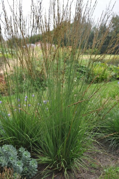 Molinia caerulea 'Heidebraut'