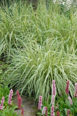 Molinie bleue Molinia caerulea 'Variegata' 5-10 Pot 9x9 cm (P9)