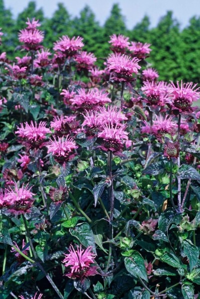 Monarde Monarda 'Beauty of Cobham' 5-10 Pot 9x9 cm (P9) Monarda 'Beauty of Cobham'