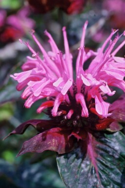 Monarde Monarda 'Beauty of Cobham' 5-10 Pot 9x9 cm (P9)