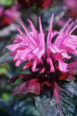 Monarde Monarda 'Beauty of Cobham' 5-10 Pot 9x9 cm (P9) Monarda 'Beauty of Cobham'