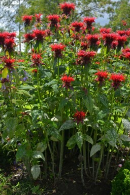 Monarda 'Cambridge Scarlet'