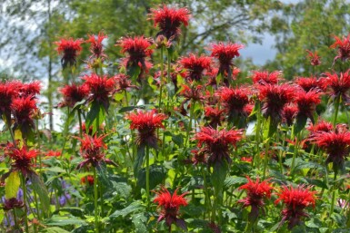 Monarde Monarda 'Cambridge Scarlet' 5-10 Pot 9x9 cm (P9) Monarda 'Cambridge Scarlet'