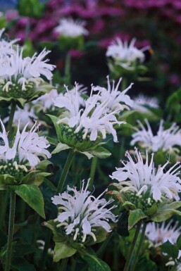 Monarde Monarda 'Schneewittchen' 5-10 Pot 9x9 cm (P9) Monarda 'Schneewittchen'