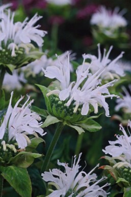 Monarde Monarda 'Schneewittchen' 5-10 Pot 9x9 cm (P9) Monarda 'Schneewittchen'