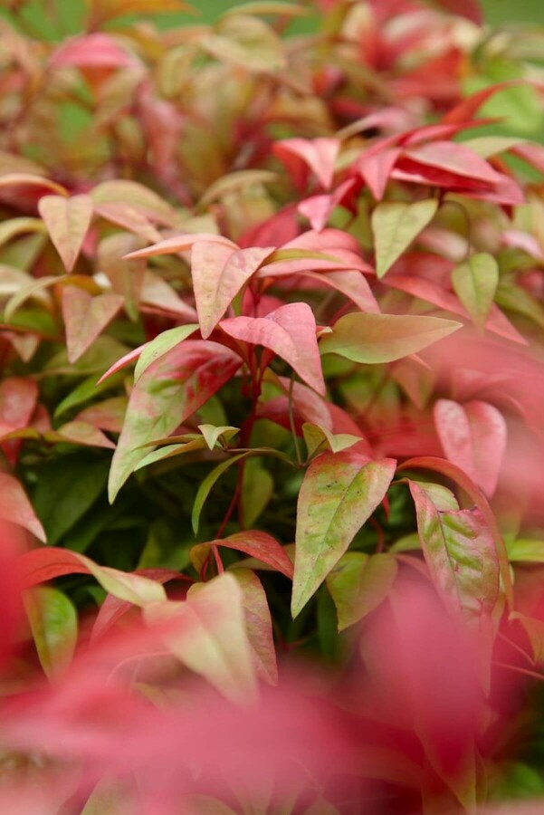 Nandine domestique Nandina domestica 'Firepower' Arbuste 40-50 Pot 10 l (C10) Nandina domestica 'Firepower' arbuste 40-50 cm