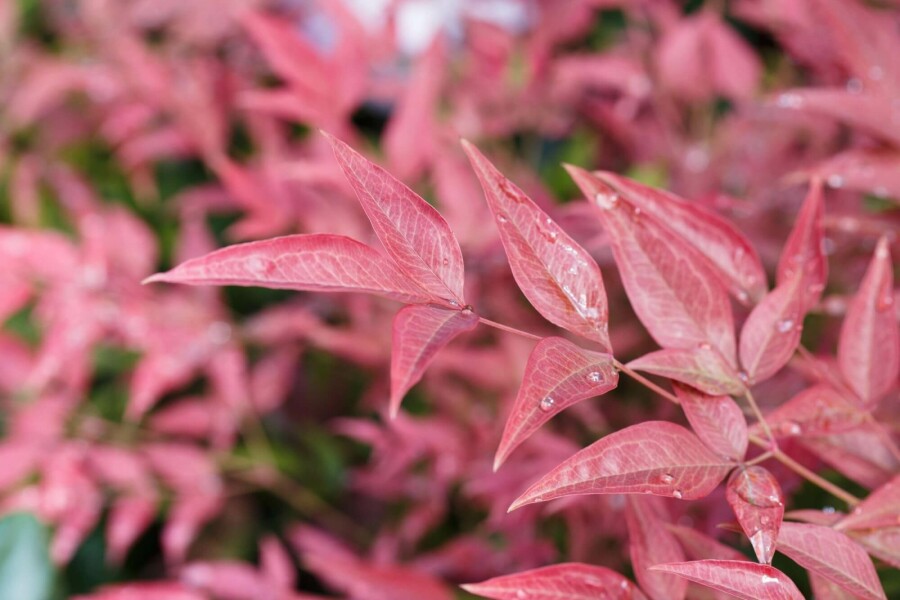 Nandine domestique Nandina domestica 'Obsessed' Arbuste 40-50 Pot 10 l (C10) Nandina domestica 'Obsessed' arbuste 40-50 cm