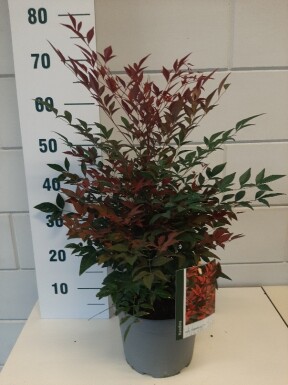 Nandina domestica 'Obsessed' arbuste 40-50 cm