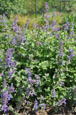 Népéta de Faassen Nepeta × faassenii 5-10 Pot 9x9 cm (P9)