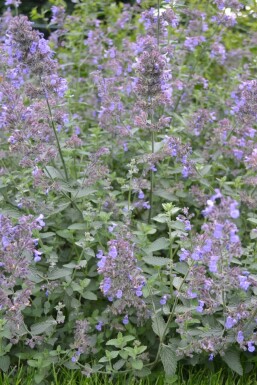 Népéta de Faassen Nepeta × faassenii 'Six Hills Giant' 5-10 Pot 9x9 cm (P9)