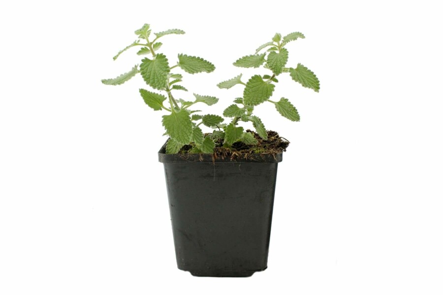 Népéta de Faassen Nepeta × faassenii 'Six Hills Giant' 5-10 Pot 9x9 cm (P9) Nepeta × faassenii 'Six Hills Giant'