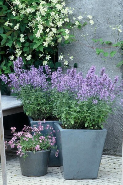 Népéta de Faassen Nepeta × faassenii 'Walker's Low' 5-10 Pot 9x9 cm (P9) Nepeta × faassenii 'Walker's Low'