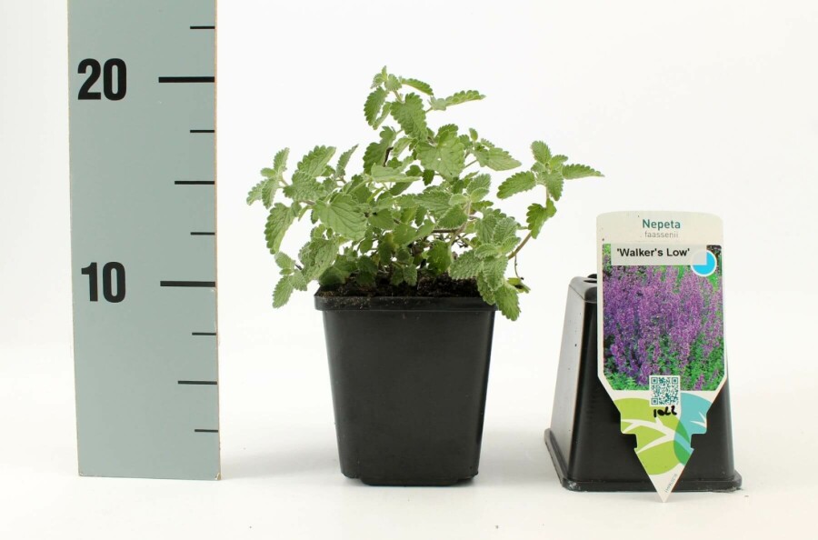 Népéta de Faassen Nepeta × faassenii 'Walker's Low' 5-10 Pot 9x9 cm (P9) Nepeta × faassenii 'Walker's Low'