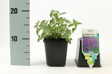 Népéta de Faassen Nepeta × faassenii 'Walker's Low' 5-10 Pot 9x9 cm (P9) Nepeta × faassenii 'Walker's Low'