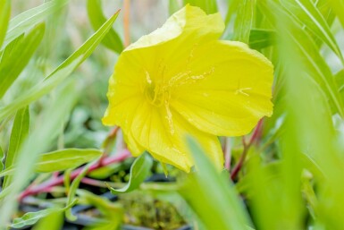 Oenothère gros fruits Oenothera macrocarpa 5-10 Pot 9x9 cm (P9) Oenothera macrocarpa
