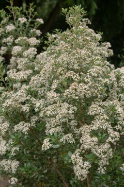 Olearia haastii C2 30-40
