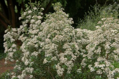 Olearia haastii C2 30-40