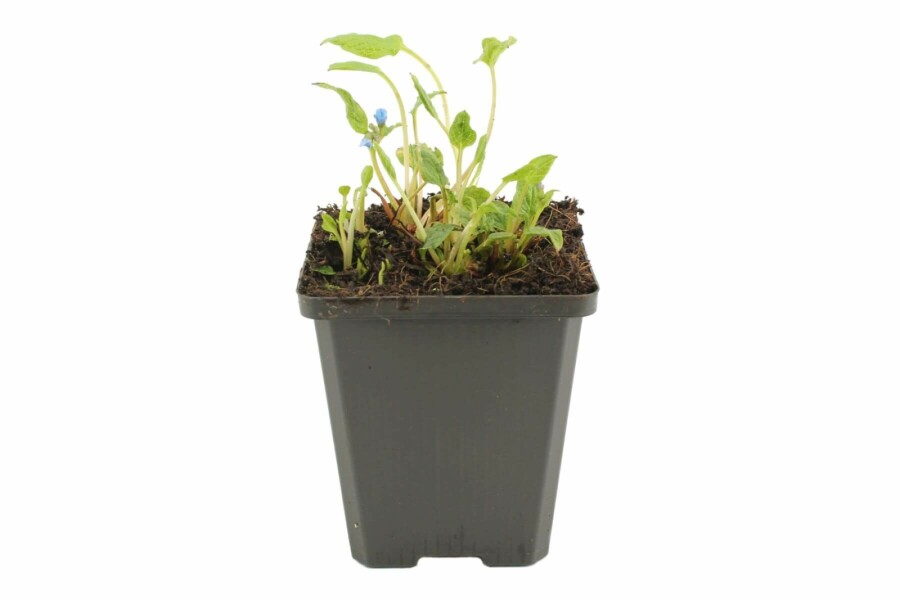 Omphalode printanier Omphalodes verna 5-10 Pot 9x9 cm (P9) Omphalodes verna