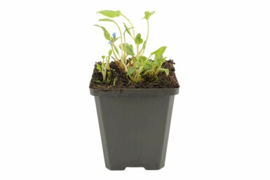 Omphalode printanier Omphalodes verna 5-10 Pot 9x9 cm (P9) Omphalodes verna