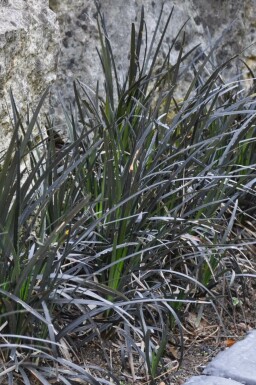 Ophiopogon noir Ophiopogon planiscapus 'Niger' 5-10 Pot 9x9 cm (P9)