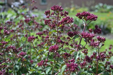 Origan Origanum 'Rosenkuppel' 5-10 Pot 9x9 cm (P9) Origanum 'Rosenkuppel'