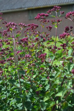 Origan Origanum 'Rosenkuppel' 5-10 Pot 9x9 cm (P9) Origanum 'Rosenkuppel'