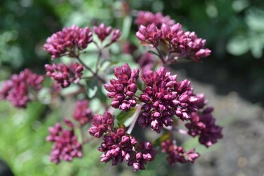 Origan Origanum 'Rosenkuppel' 5-10 Pot 9x9 cm (P9) Origanum 'Rosenkuppel'