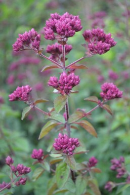Origan Origanum 'Rosenkuppel' 5-10 Pot 9x9 cm (P9) Origanum 'Rosenkuppel'