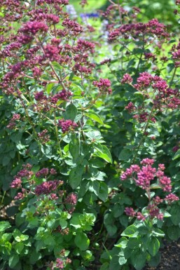 Origan lisse Origanum laevigatum 'Herrenhausen' 5-10 Pot 9x9 cm (P9) Origanum laevigatum 'Herrenhausen'