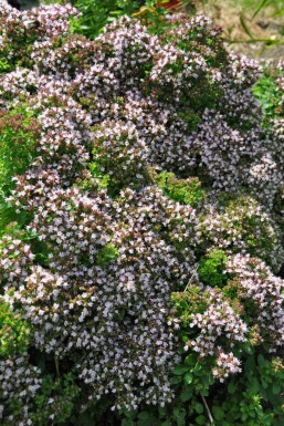 Origanum vulgare 'Compactum'