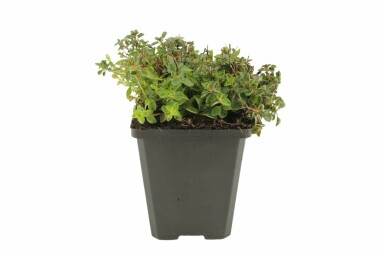 Origan commun Origanum vulgare 'Compactum' 5-10 Pot 9x9 cm (P9) Origanum vulgare 'Compactum'