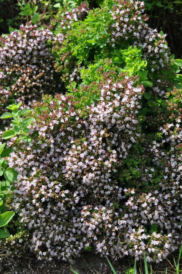 Origan commun Origanum vulgare 'Compactum' 5-10 Pot 9x9 cm (P9) Origanum vulgare 'Compactum'