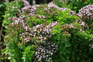 Origan commun Origanum vulgare 'Compactum' 5-10 Pot 9x9 cm (P9) Origanum vulgare 'Compactum'
