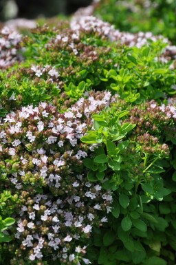 Origan commun Origanum vulgare 'Compactum' 5-10 Pot 9x9 cm (P9) Origanum vulgare 'Compactum'