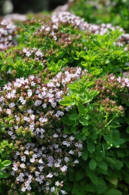 Origan commun Origanum vulgare 'Compactum' 5-10 Pot 9x9 cm (P9)