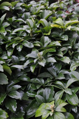 Pachysandra terminal Pachysandra terminalis 10-15 Pot 2 l (C2) Pachysandra terminalis