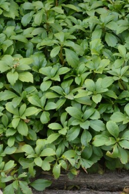 Pachysandra terminal Pachysandra terminalis 5-10 Pot 9x9 cm (P9)