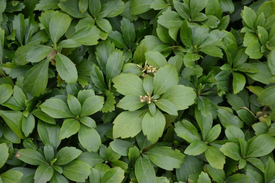 Pachysandra terminal Pachysandra terminalis 5-10 Pot 9x9 cm (P9) Pachysandra terminalis