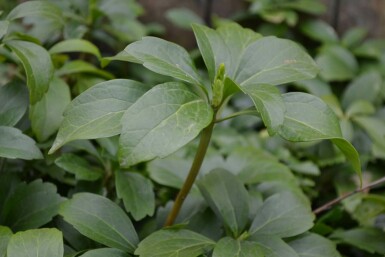 Pachysandra terminal Pachysandra terminalis 5-10 Pot 9x9 cm (P9)